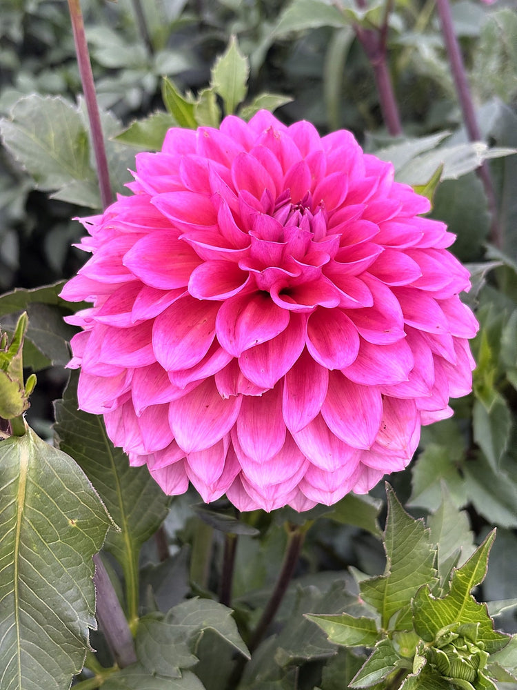 West Wind Rose Fire dahlia