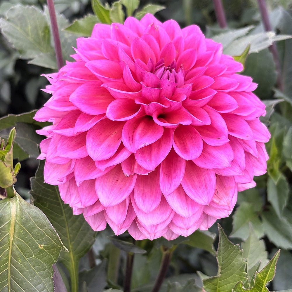 West Wind Rose Fire dahlia