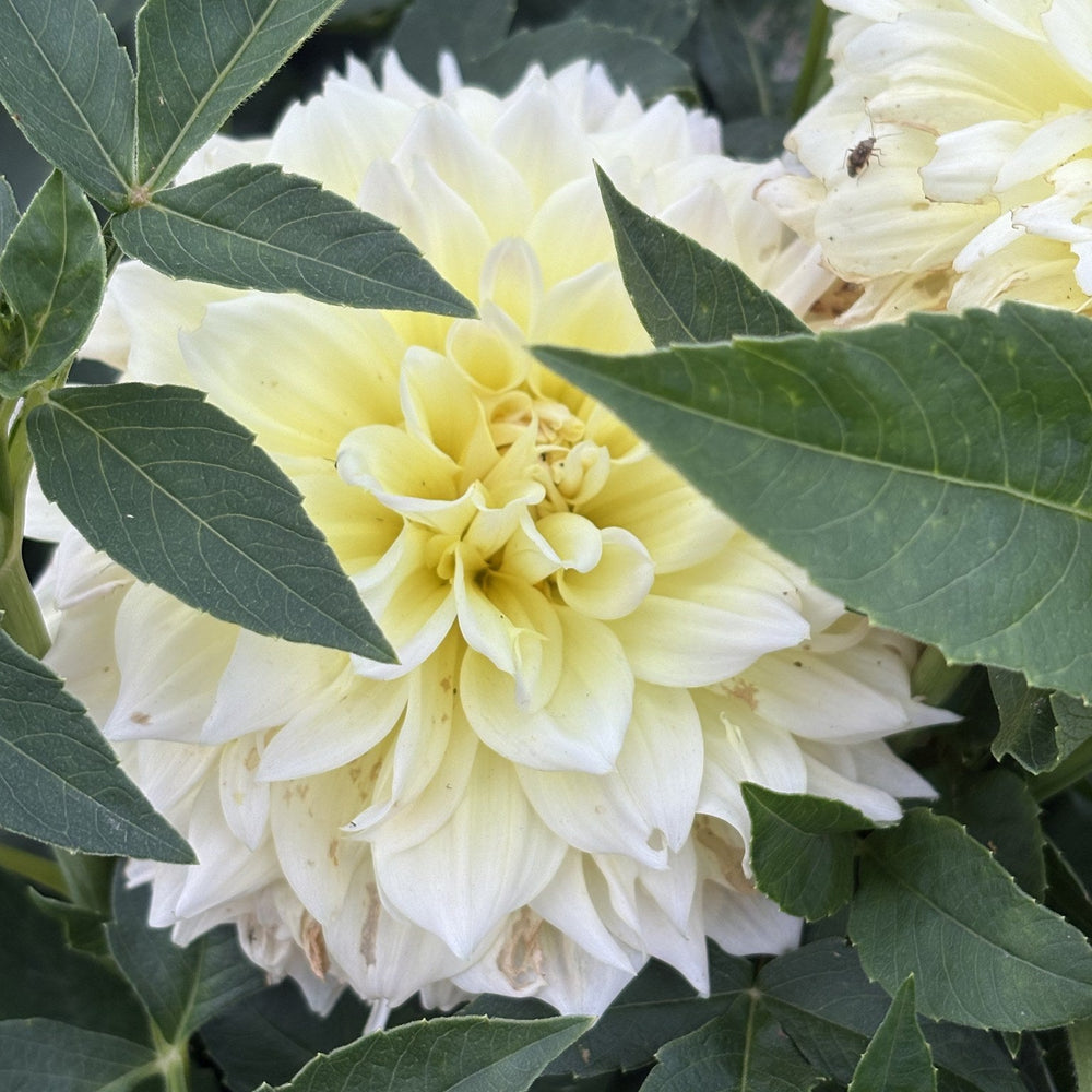 Westerton Lillian dahlia