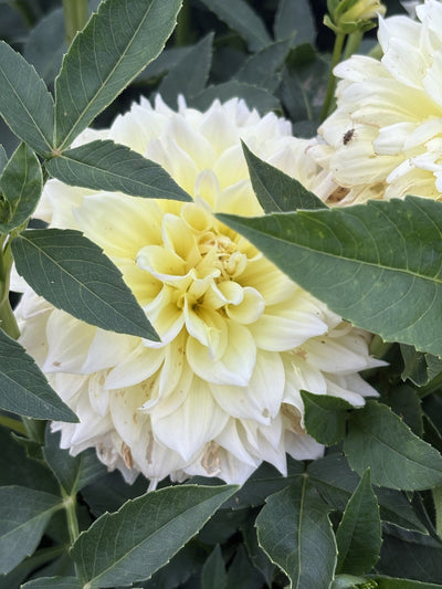 Westerton Lillian dahlia