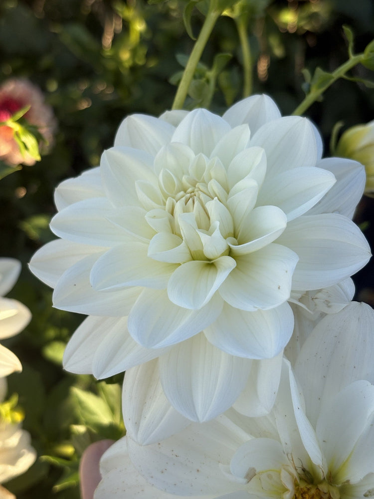 White Ballerina dahlia