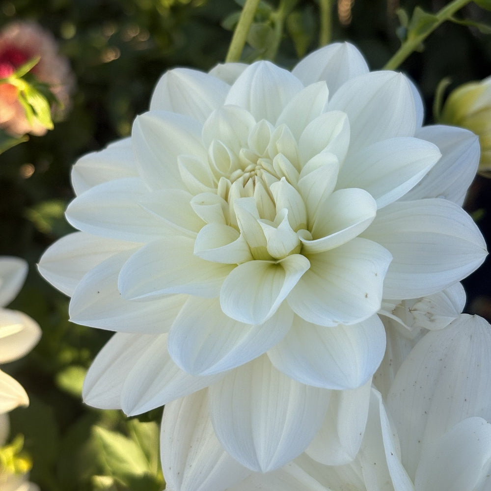 White Ballerina dahlia