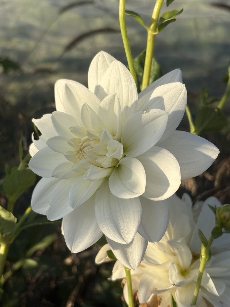 White Ballerina dahlia