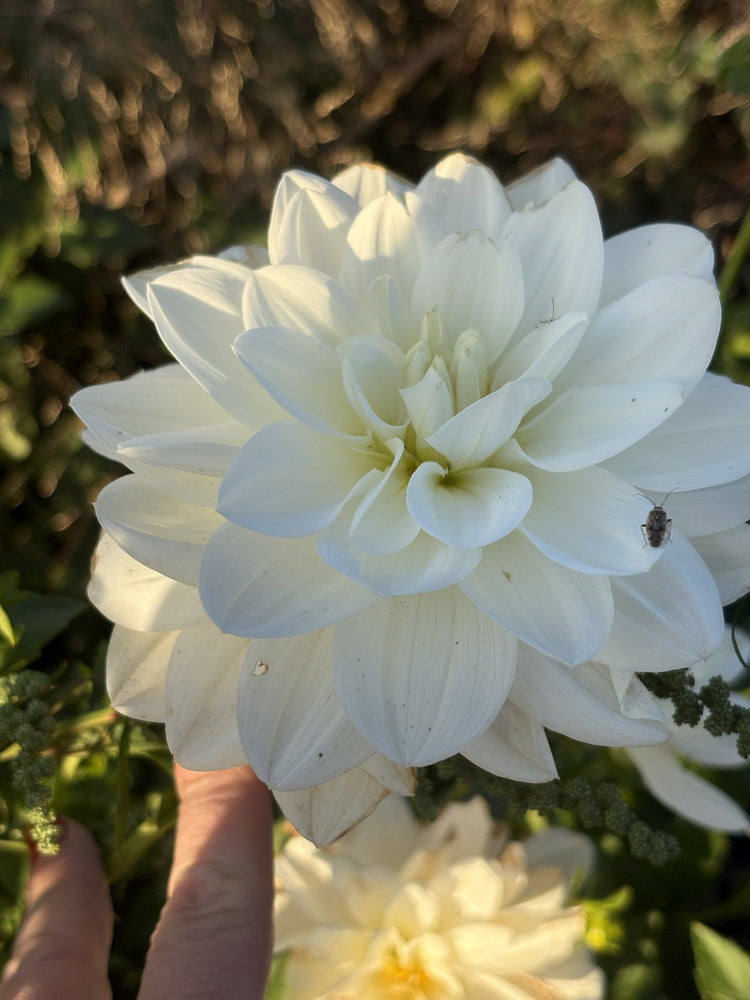 White Ballerina dahlia