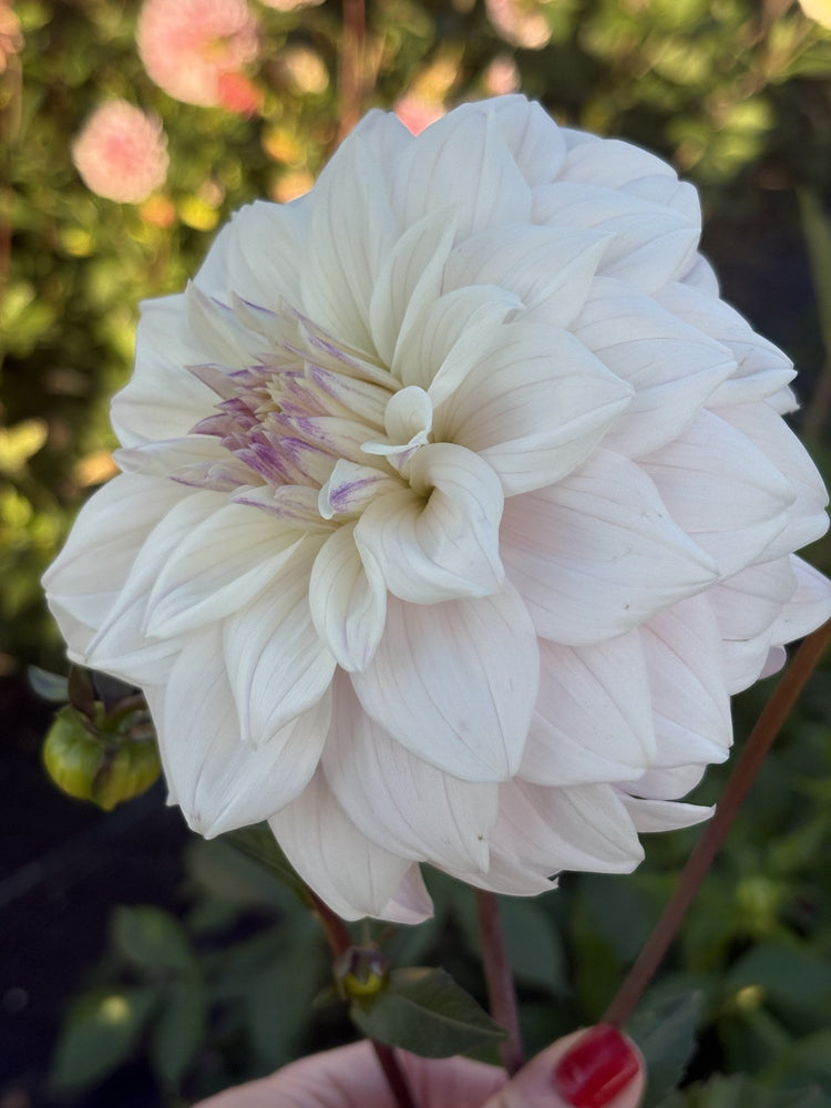 Who Me dahlia