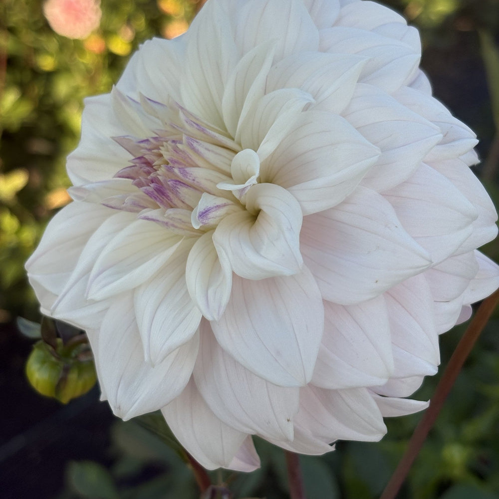 Who Me dahlia