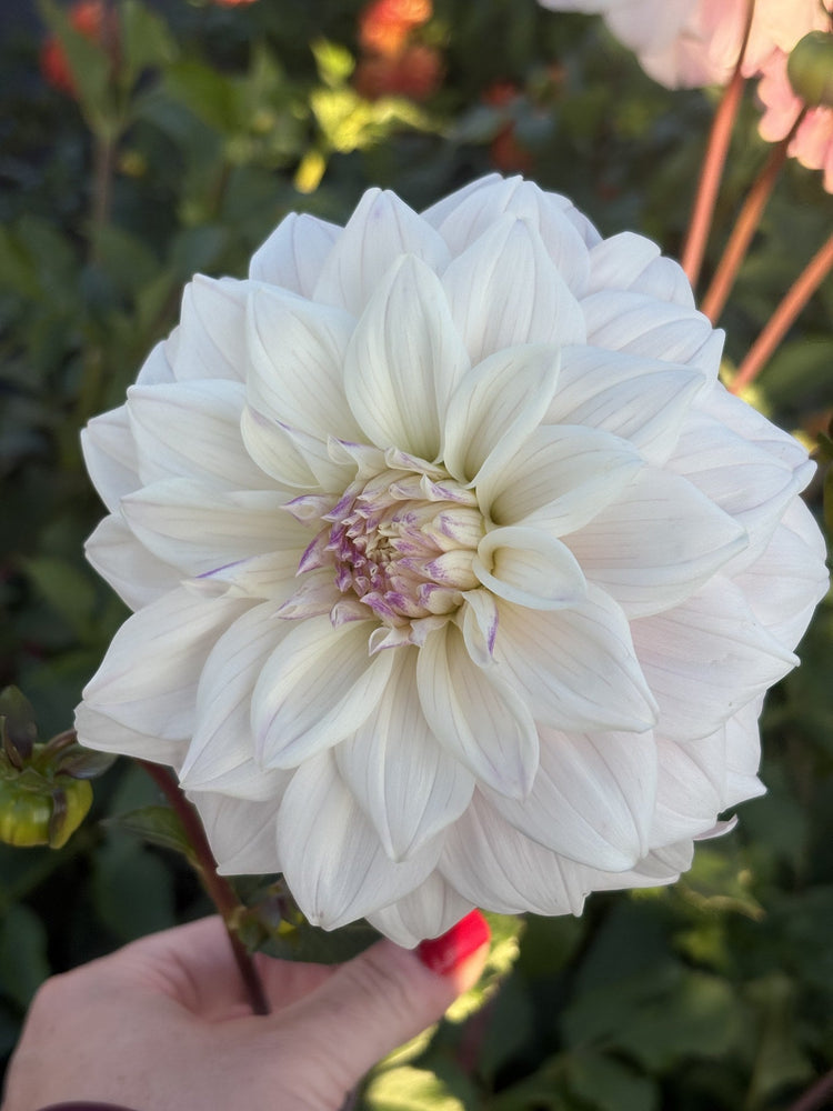 Who Me dahlia