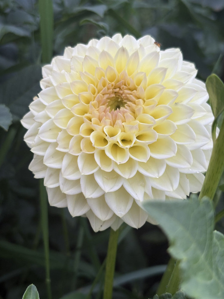 Winholme Diane dahlia