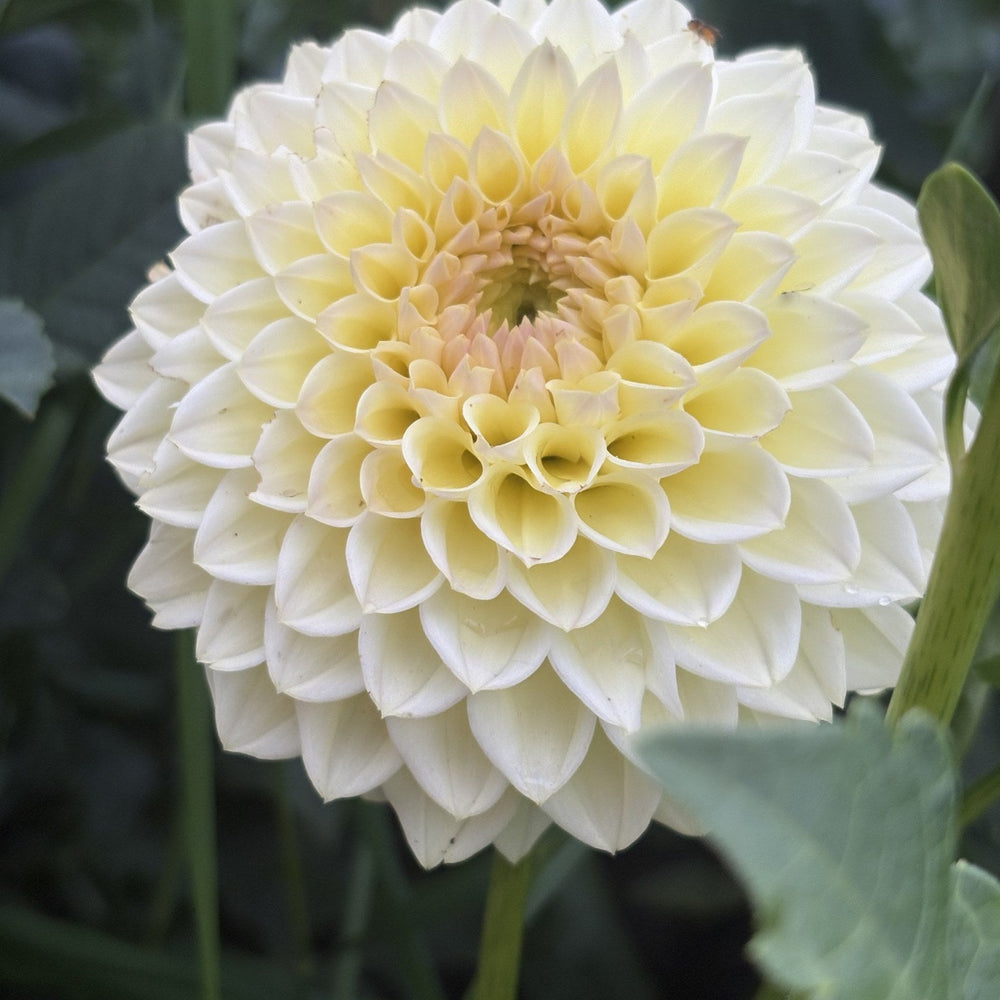 Winholme Diane dahlia