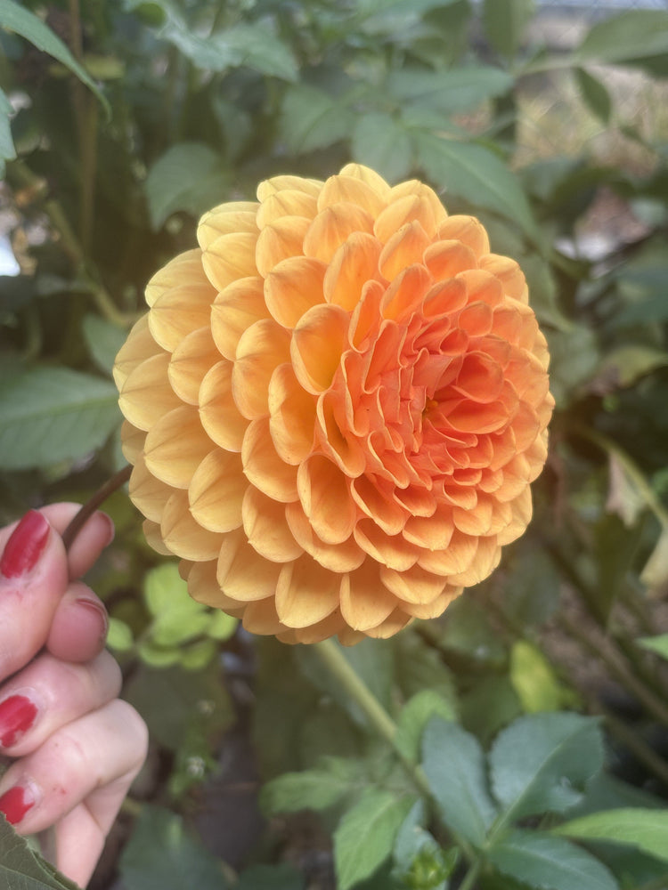 Winkie Kestrel dahlia