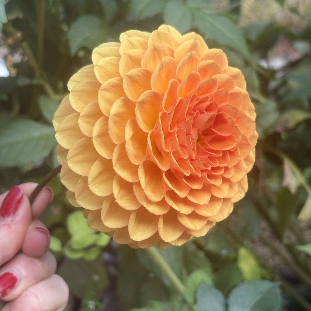 Winkie Kestrel dahlia