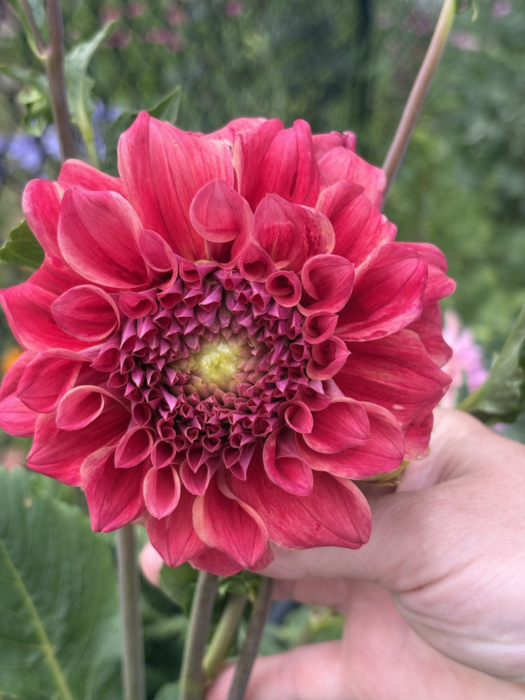 Winkie Rhubarb dahlia