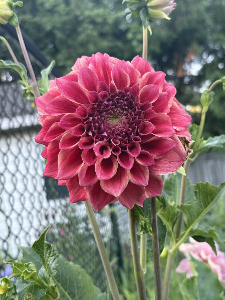 Winkie Rhubarb dahlia