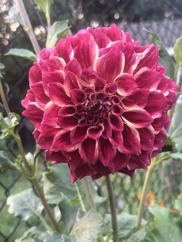 Winkie Rhubarb dahlia