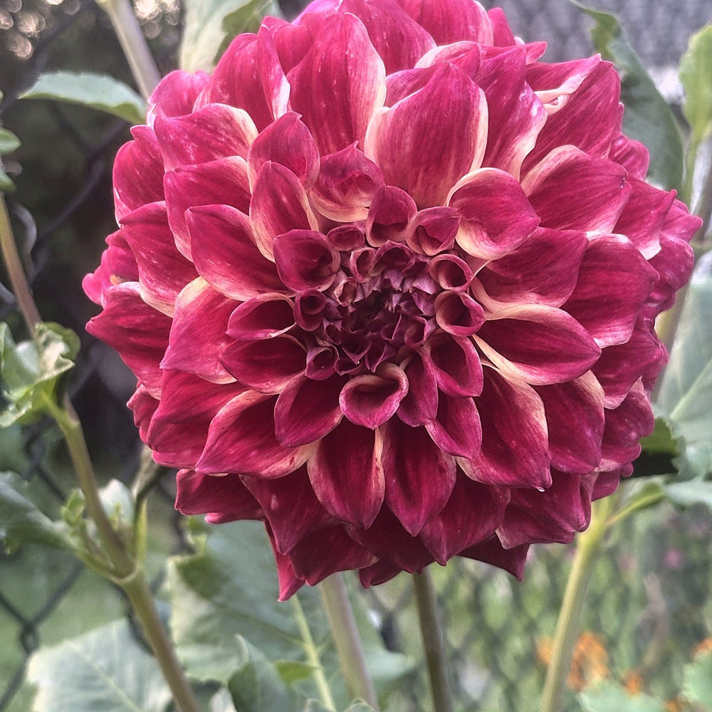 Winkie Rhubarb dahlia