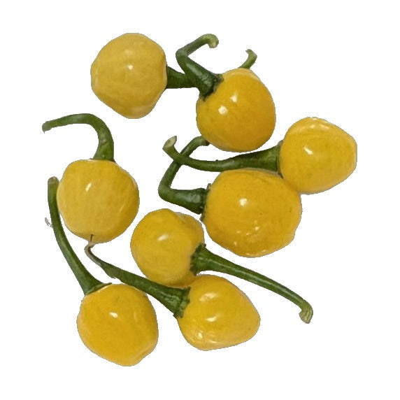 Large Yellow Wiri Wiri