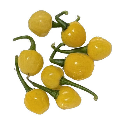 Large Yellow Wiri Wiri