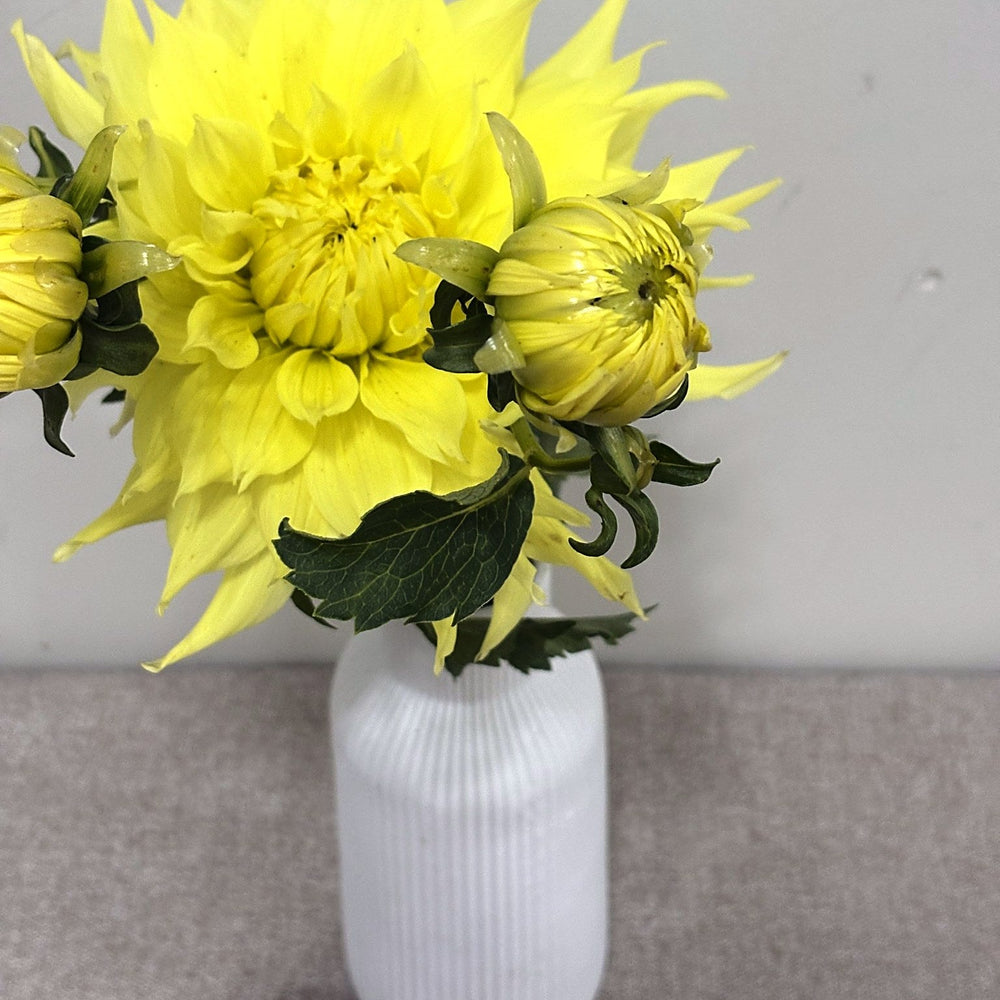 Wyn's Neon Dream dahlia