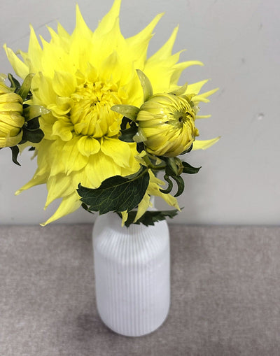 Wyn's Neon Dream dahlia