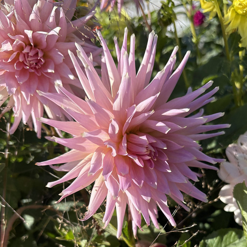 Wyn's Mauve Mist