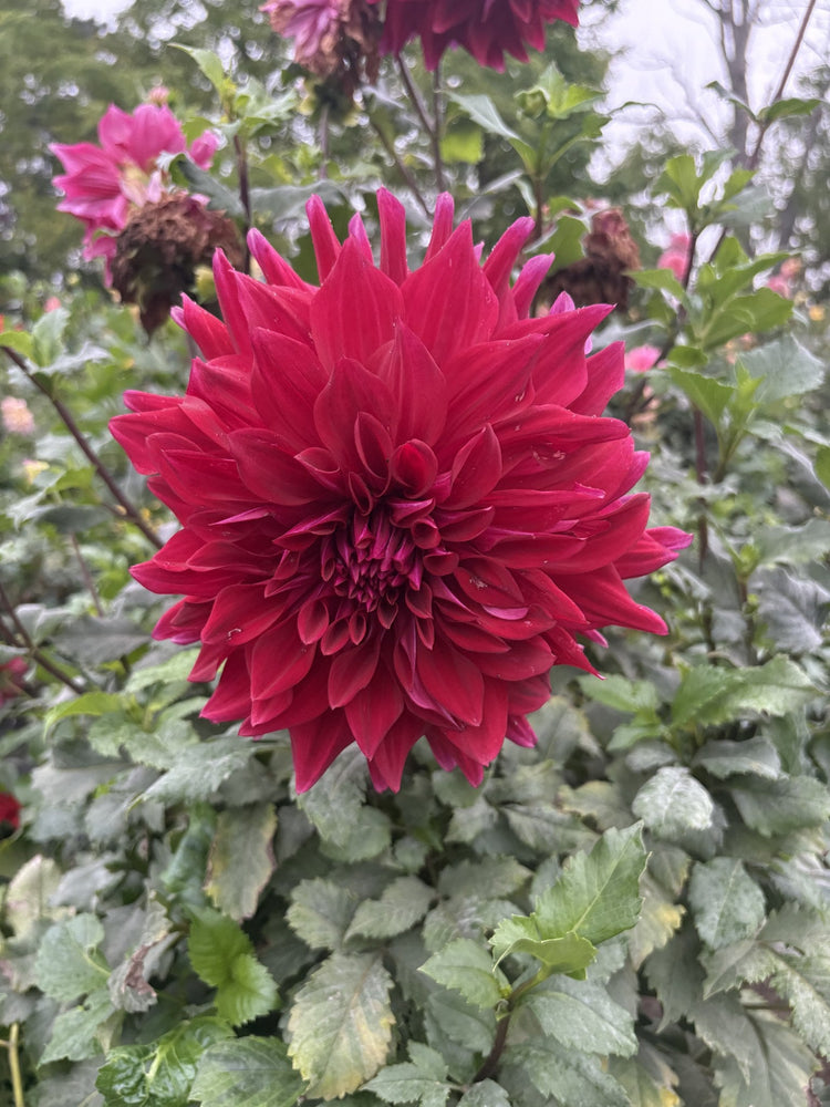 Zorro dahlia