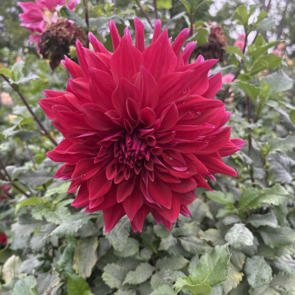 Zorro dahlia