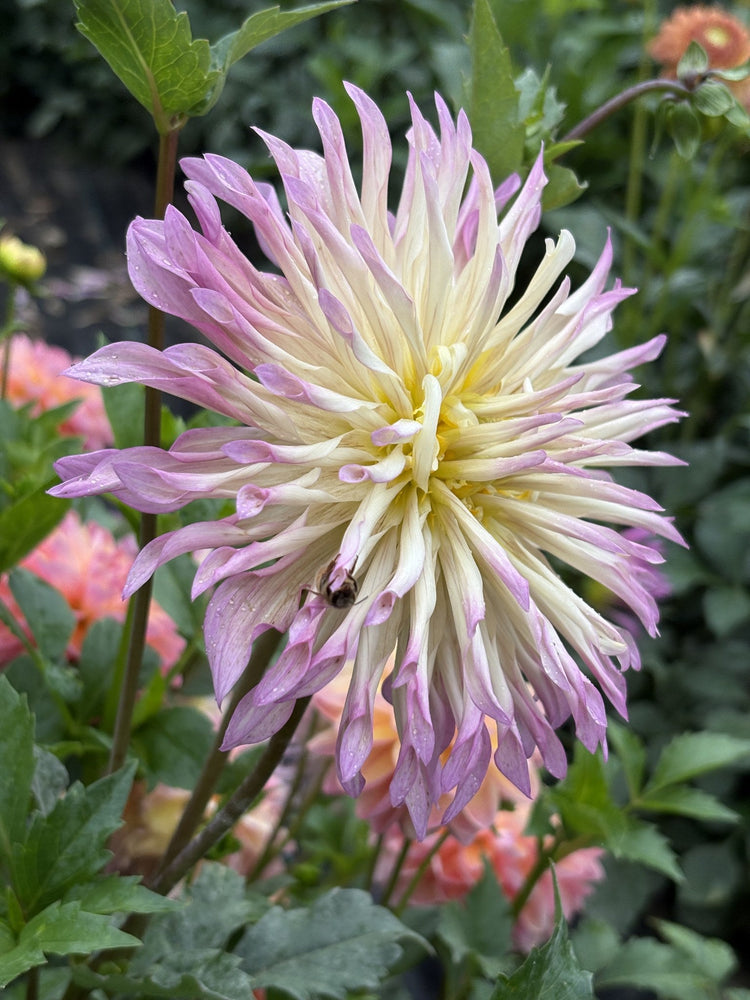 Zwink dahlia