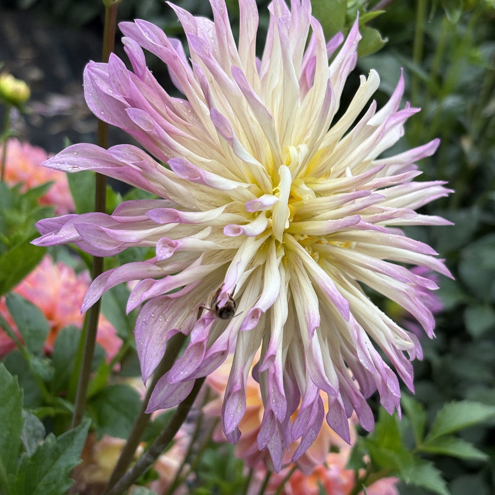 Zwink dahlia
